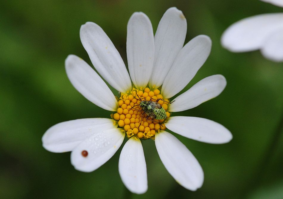 La vita in un fiore: terza parte